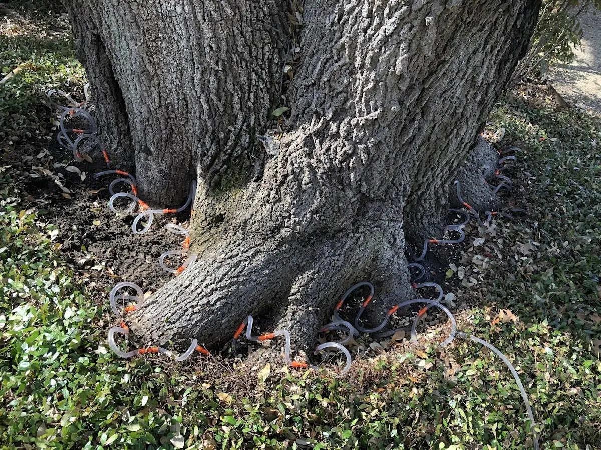 Detailed Tree Cabling and Bracing job site in Hurst